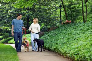 Couple walking dogs through park
